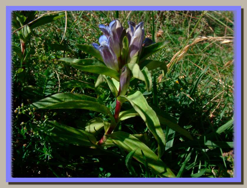 Gentiana cruciata e Veronica sp.